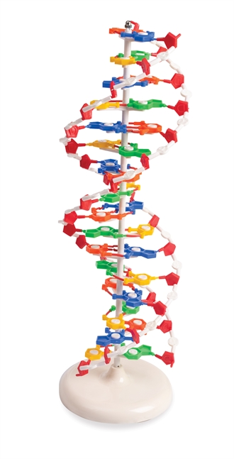 DNA model